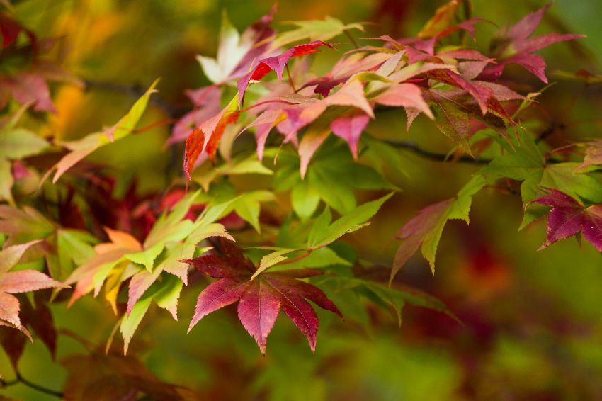 7 variétés compactes d'érable du Japon