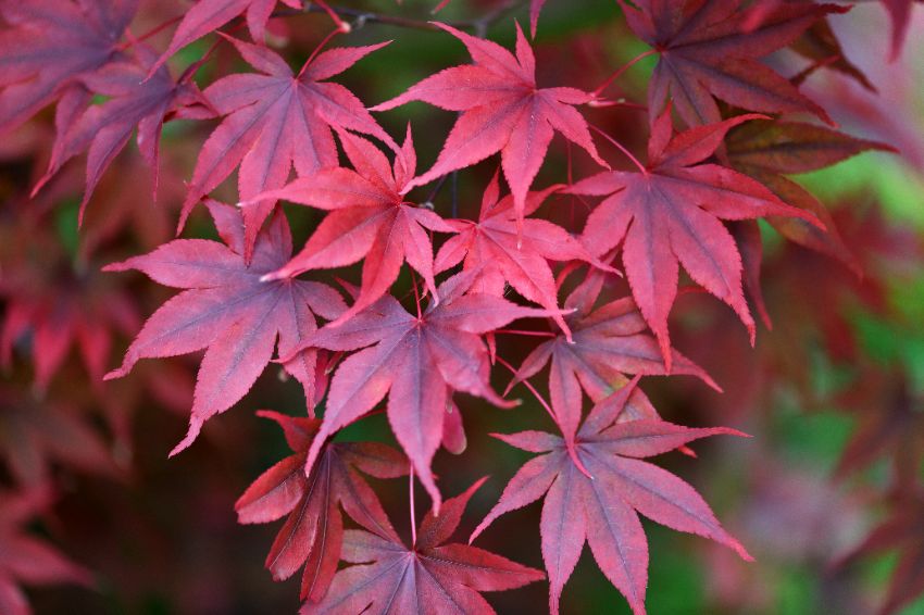 Acer palmatum Shaina comme variété d'érable japonais