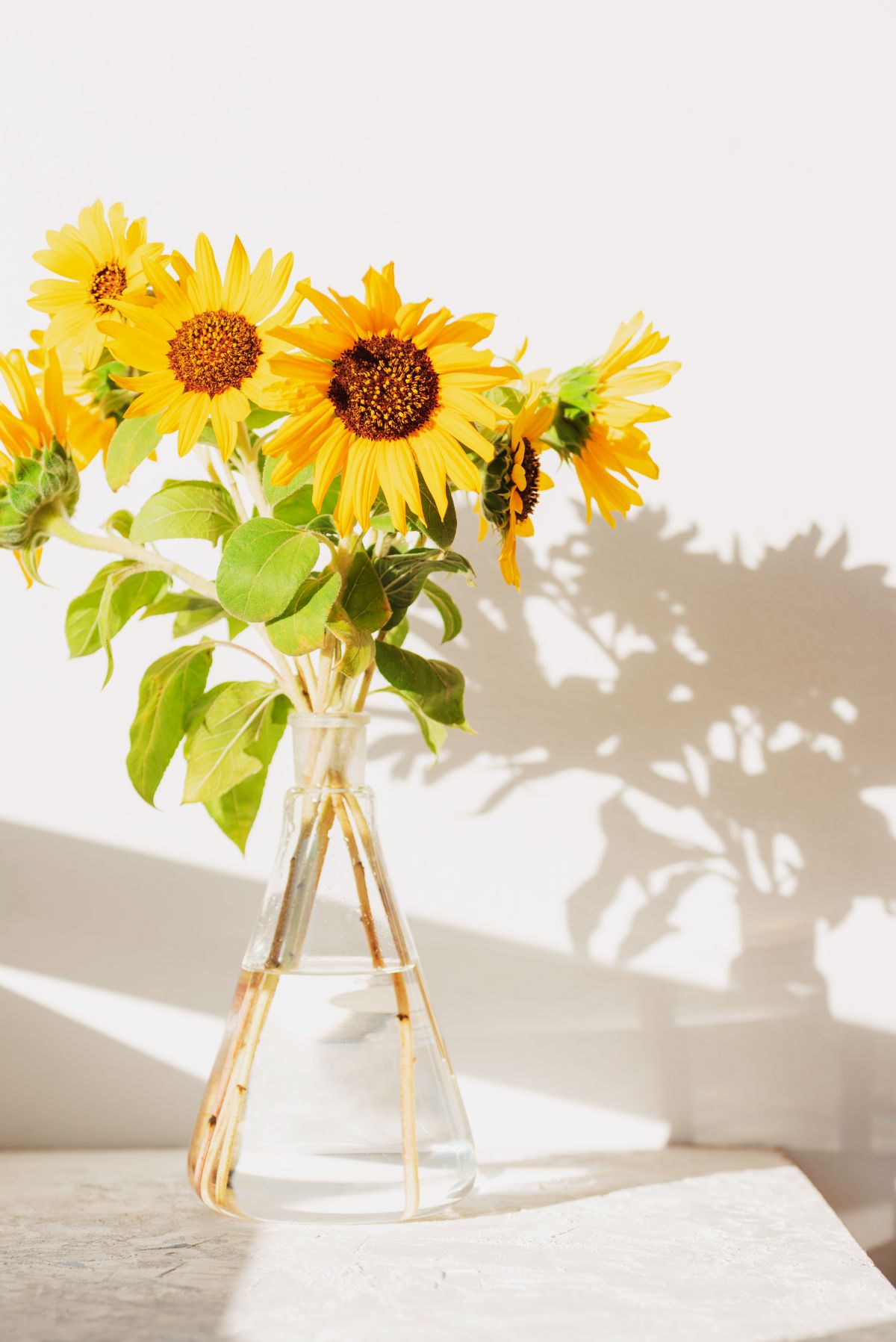 Astuces de pros pour prolonger la durée de vie des tournesols coupés