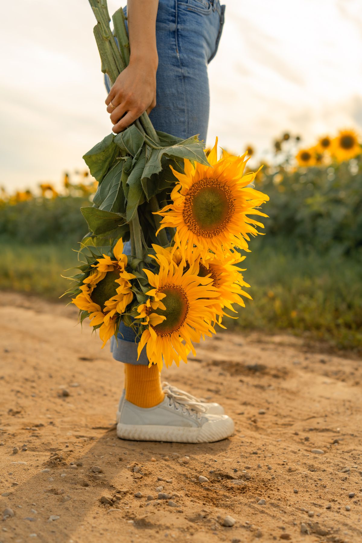 Combien de temps les tournesols restent-ils frais après cueillette