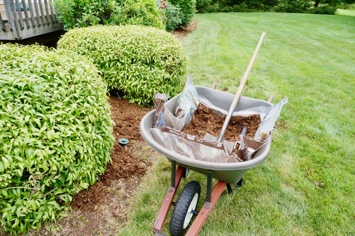 Comment bien pailler sans risquer de nuire aux plantes en automne