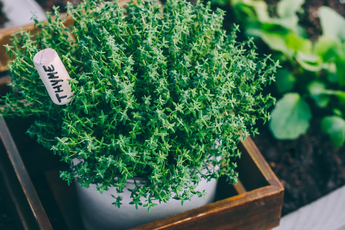 Des astuces de professionnels pour une propagation du thym réussie