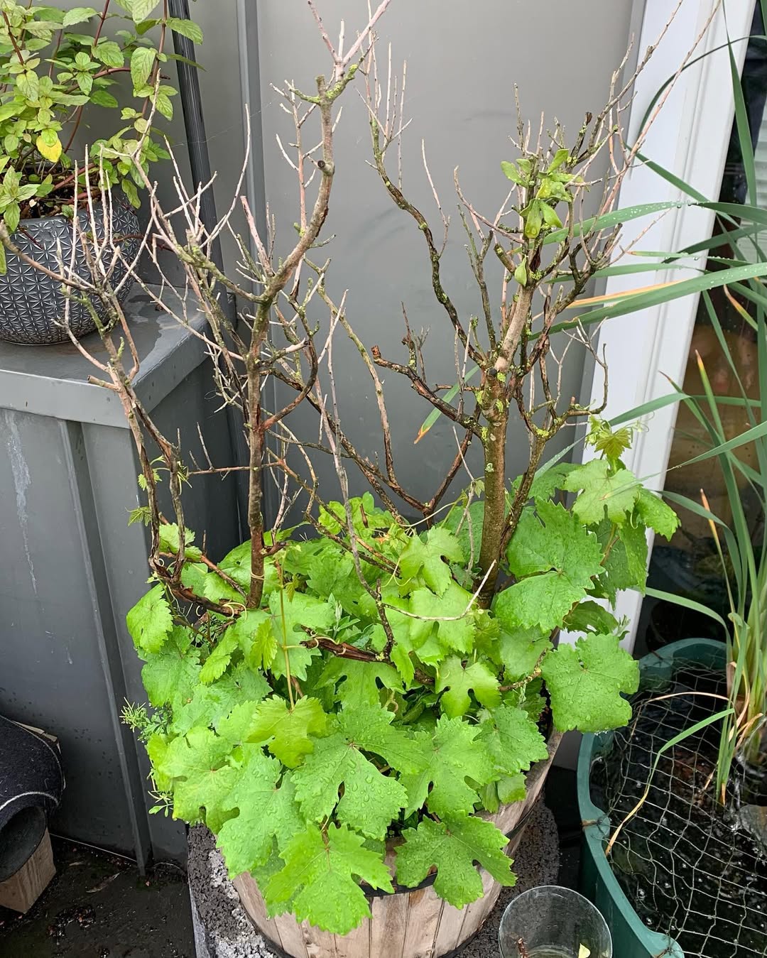 Les travaux à faire sur la vigne en septembre