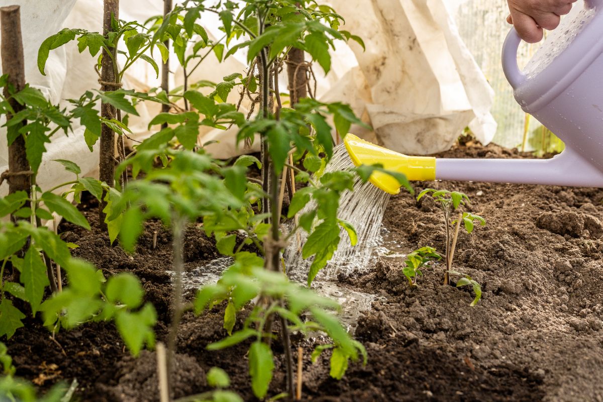 Pourquoi réutiliser l’eau de cuisson au jardin