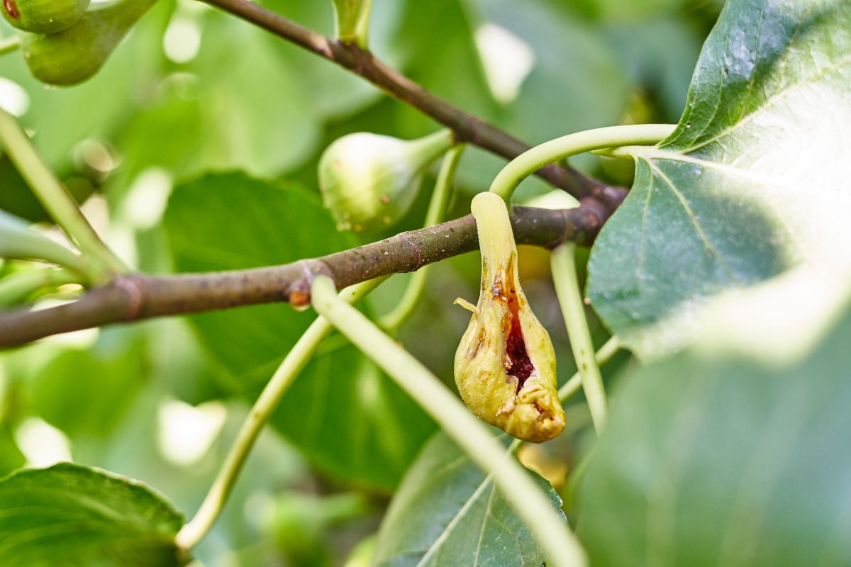 Pourrissement des figues sur l’arbre un diagnostic clair et des signes à ne pas ignorer