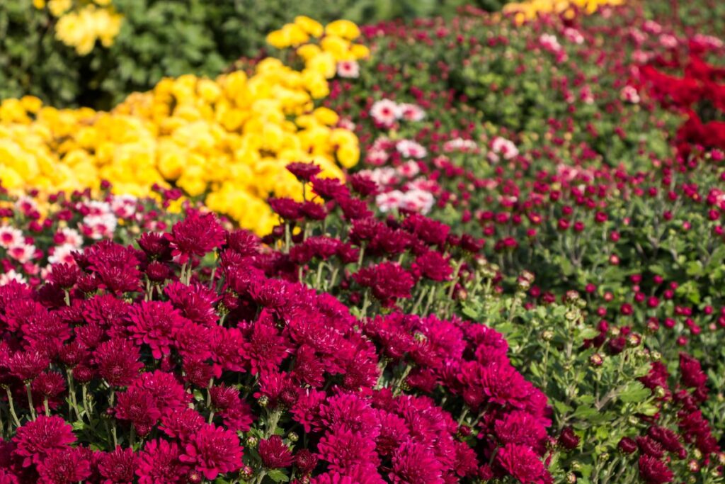 Quand planter des chrysanthèmes au jardin pour une floraison durable, astuces