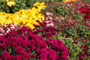 Quand planter des chrysanthèmes au jardin pour une floraison durable, astuces