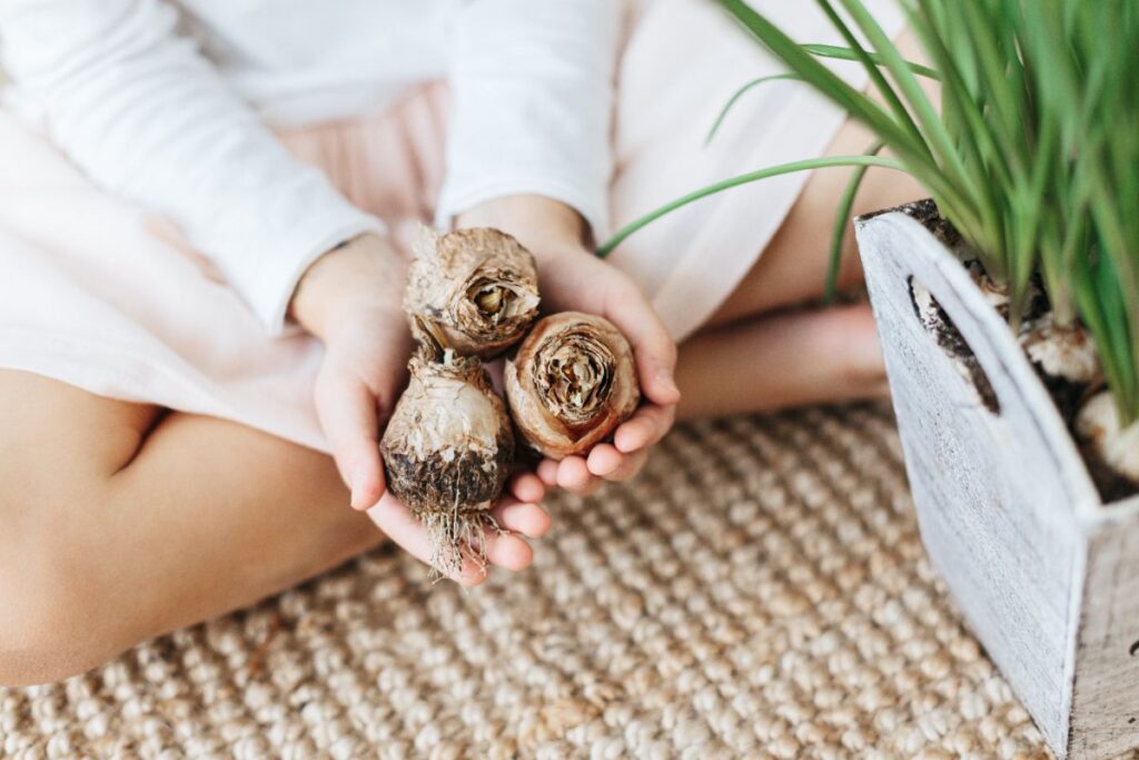 Quels sont les bulbes à planter en pot à la fin de l’été