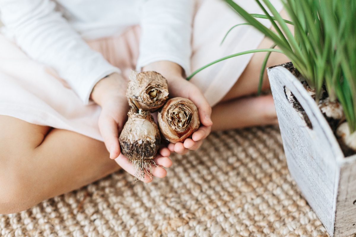 Quels sont les bulbes à planter en pot à la fin de l’été