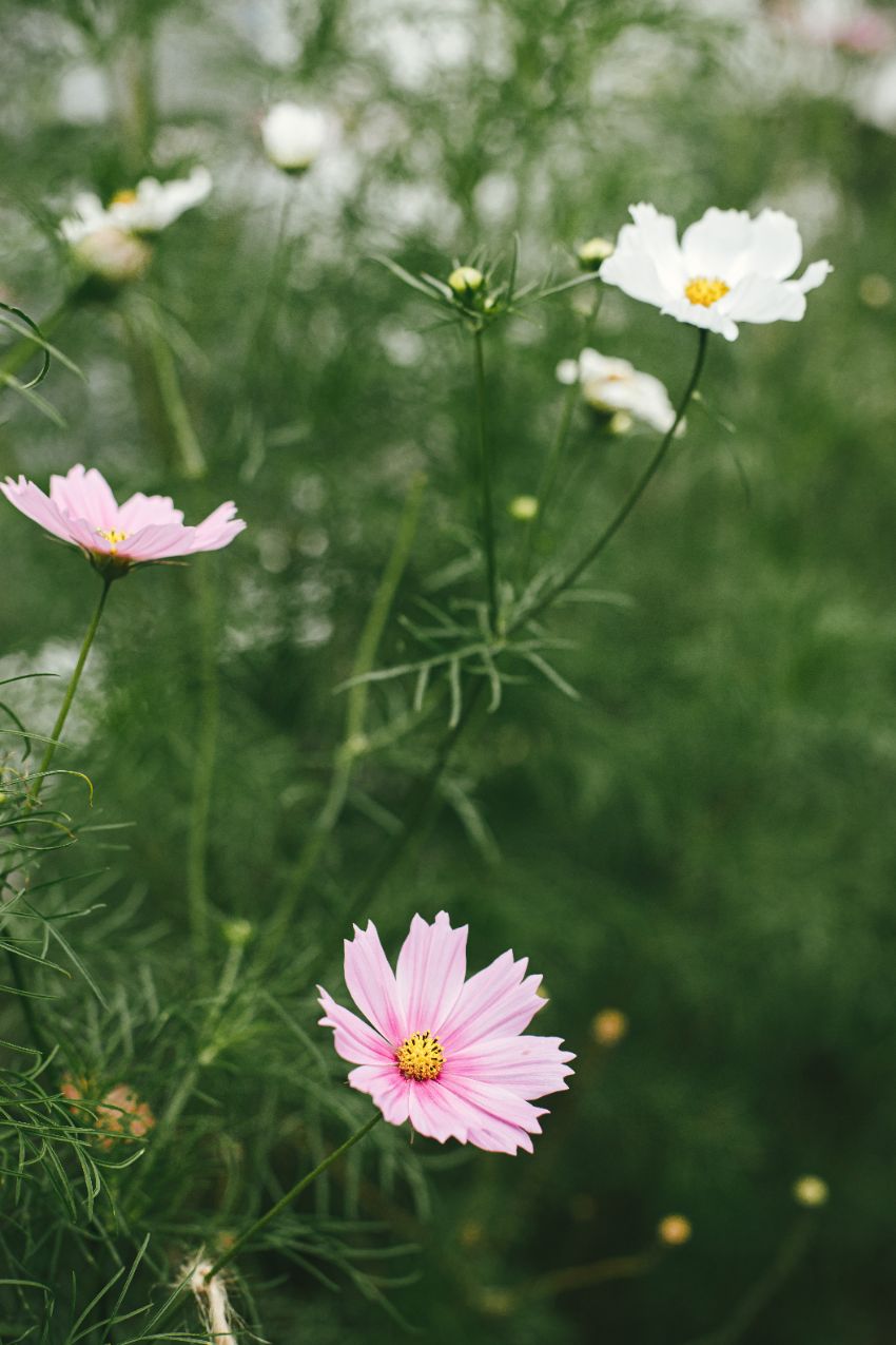 astuces pour permettre une nouvelle floraison des cosmos