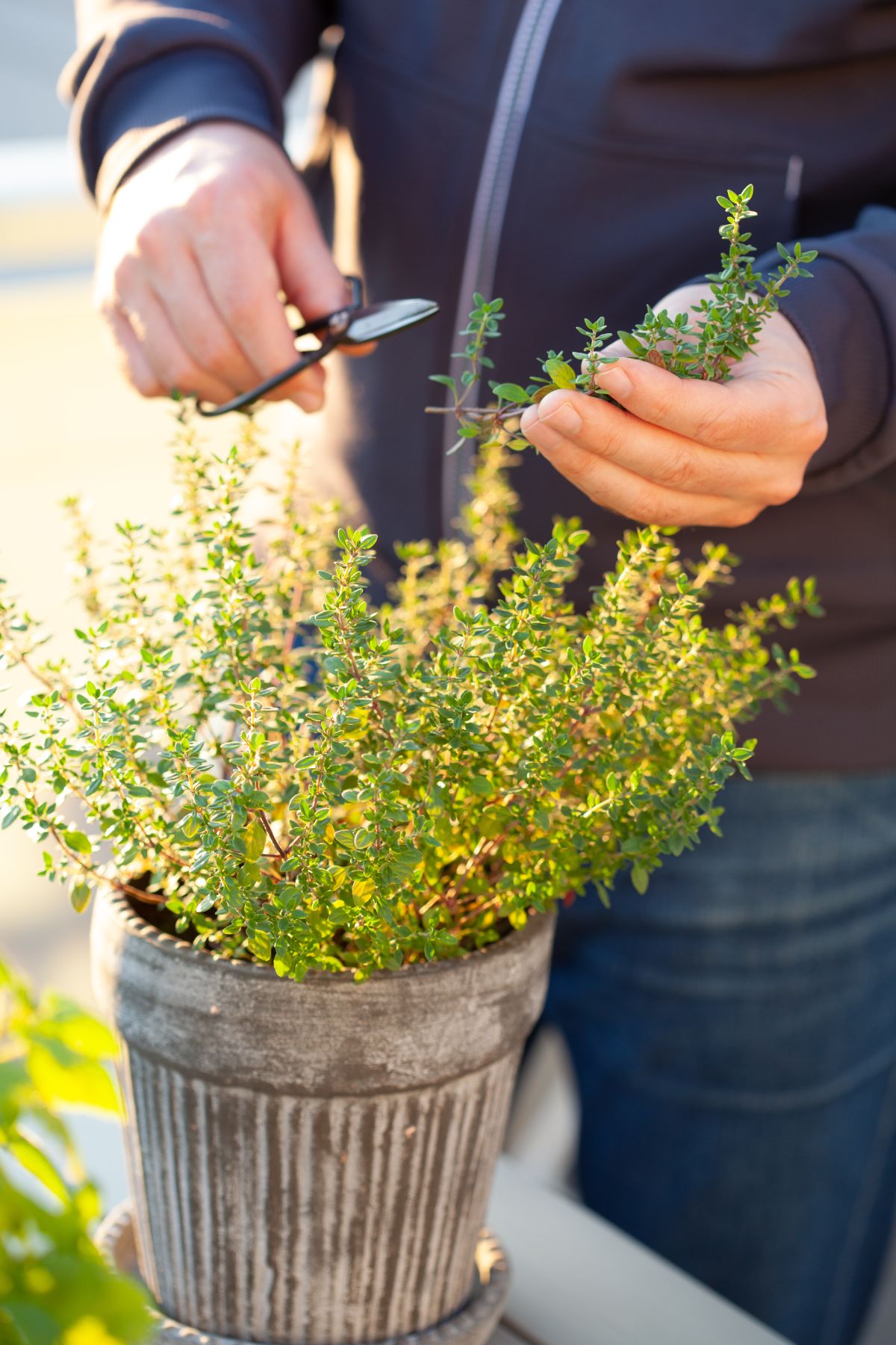 bouturage du thym en pleine terre