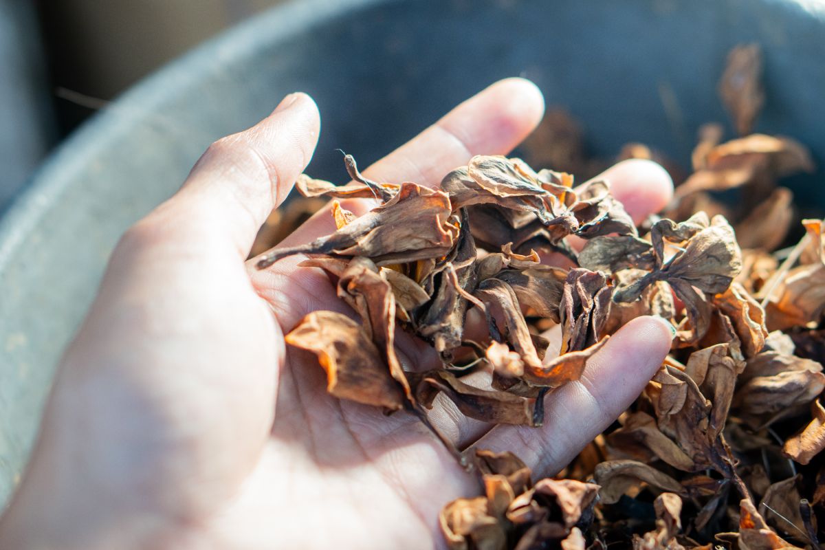 certaines plantes mortes sont un excellent matériau pour le compost