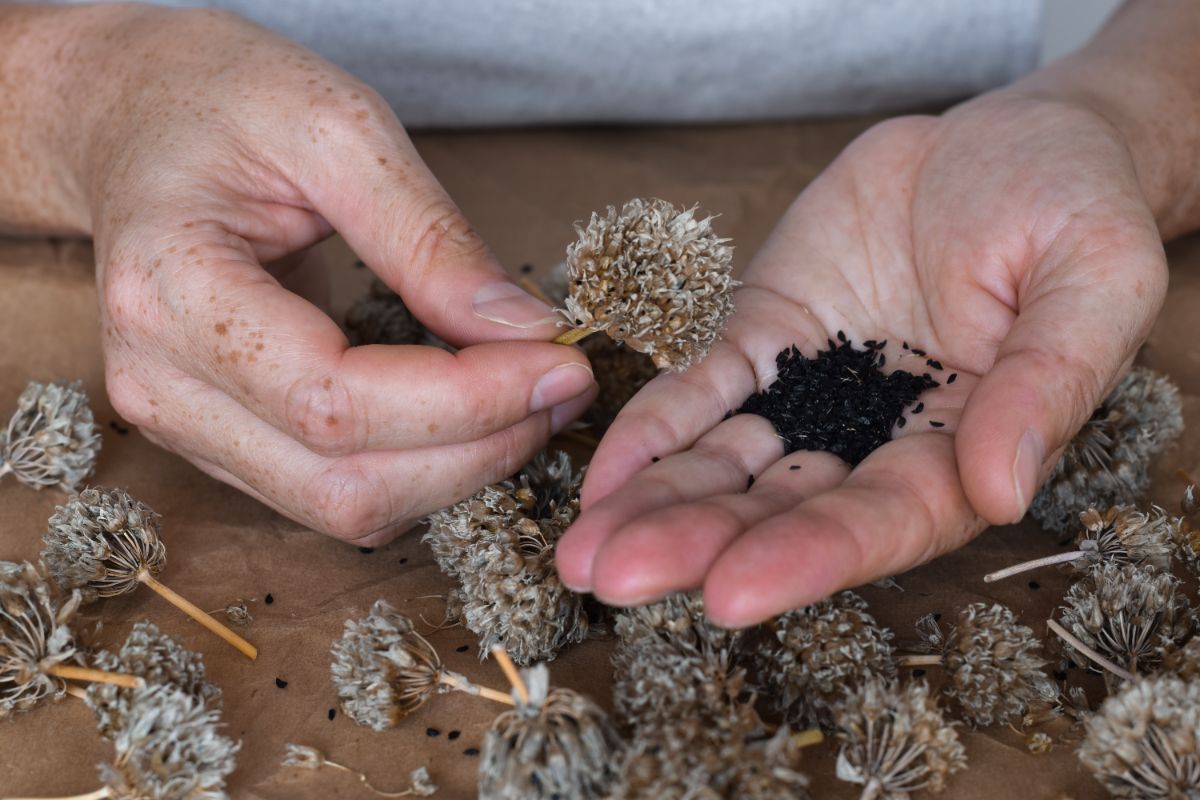 certaines plantes se ressèment naturellement en mourant