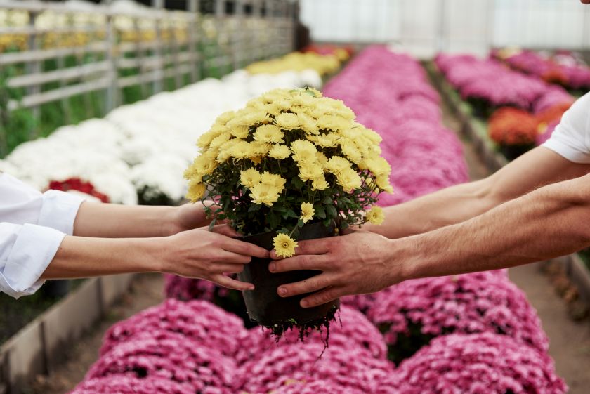 choisir des chrysanthèmes pour une longue floraison