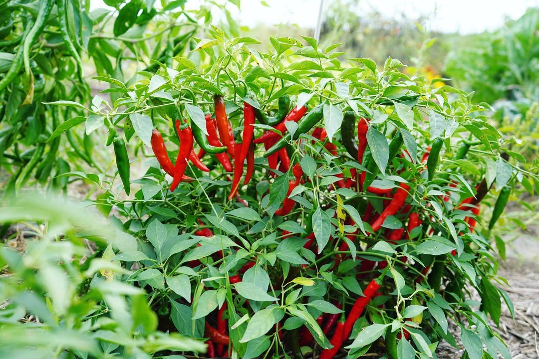 comment cultiver le piment de Cayenne en pot