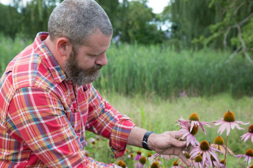comment entretenir les échinacées post floraison