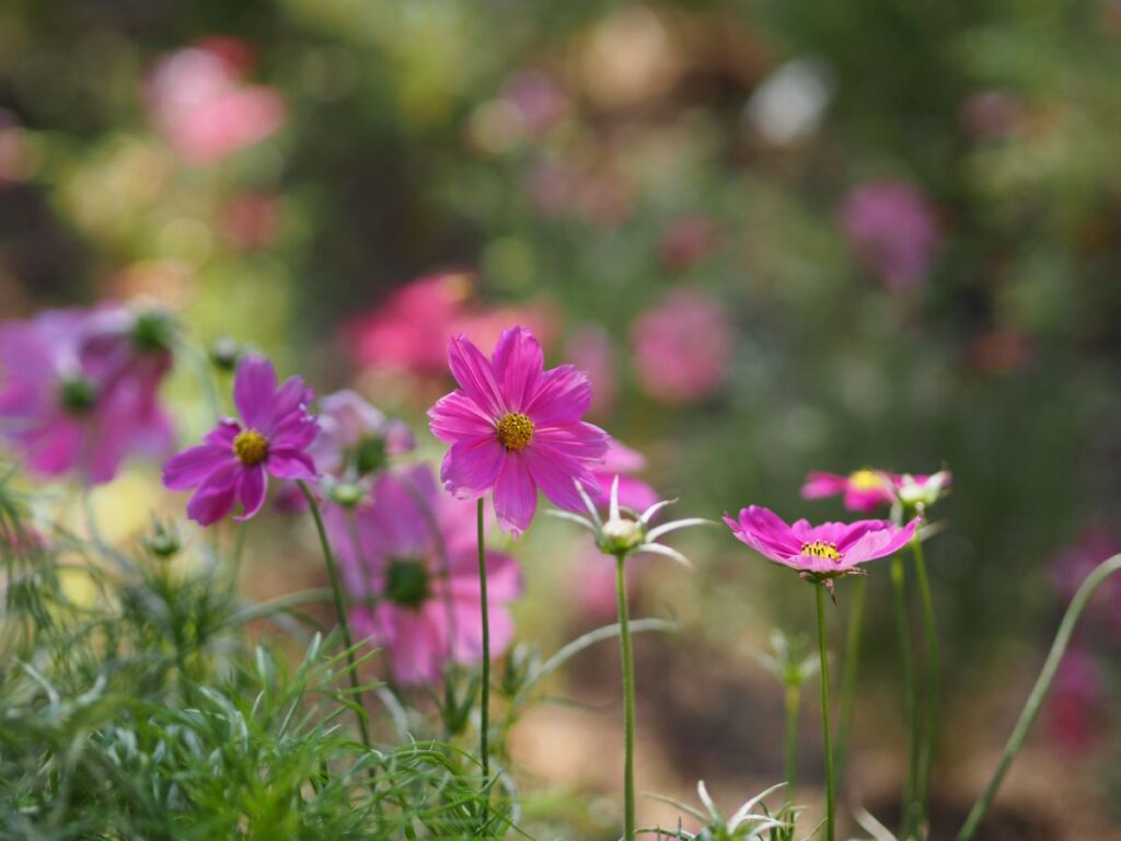 comment faire refleurir les cosmos avant les premières gelées