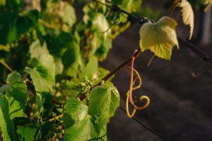 comment prévenir les maladies de la vigne en septembre