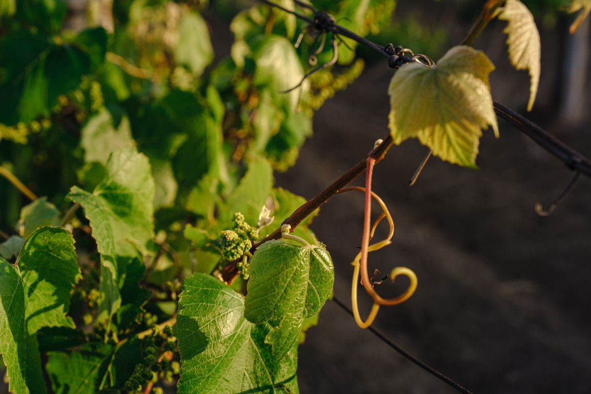 comment prévenir les maladies de la vigne en septembre