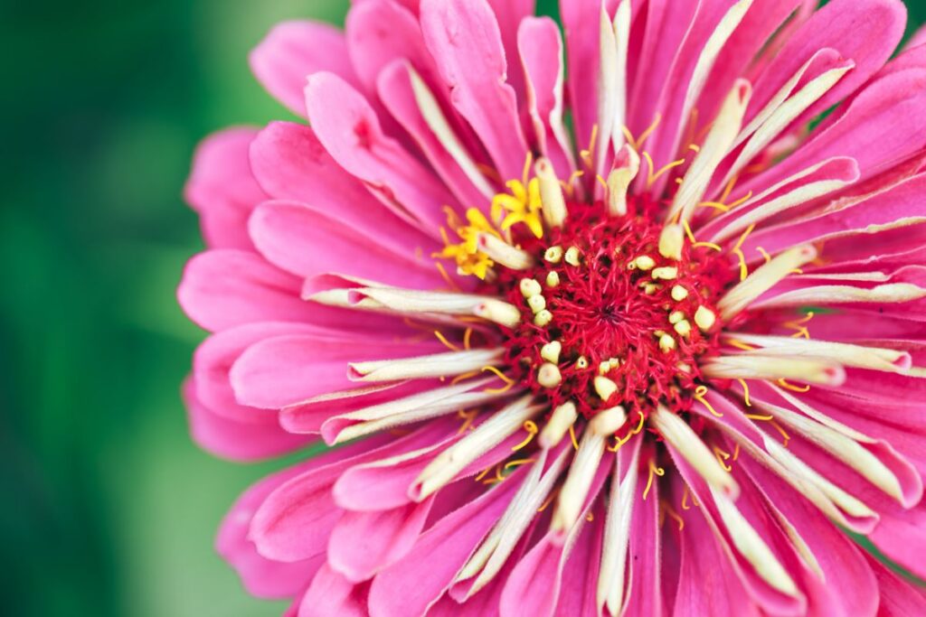 comment récolter les graines de zinnia