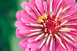 comment récolter les graines de zinnia