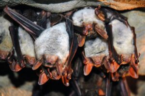 comment savoir s'il y a des chauves-souris chez soi