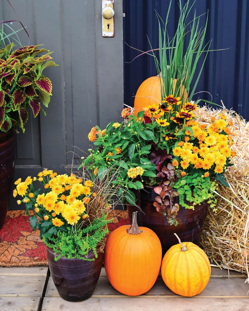 composer une jardinière visuellement équilibrée avec des chrysanthèmes et citrouilles