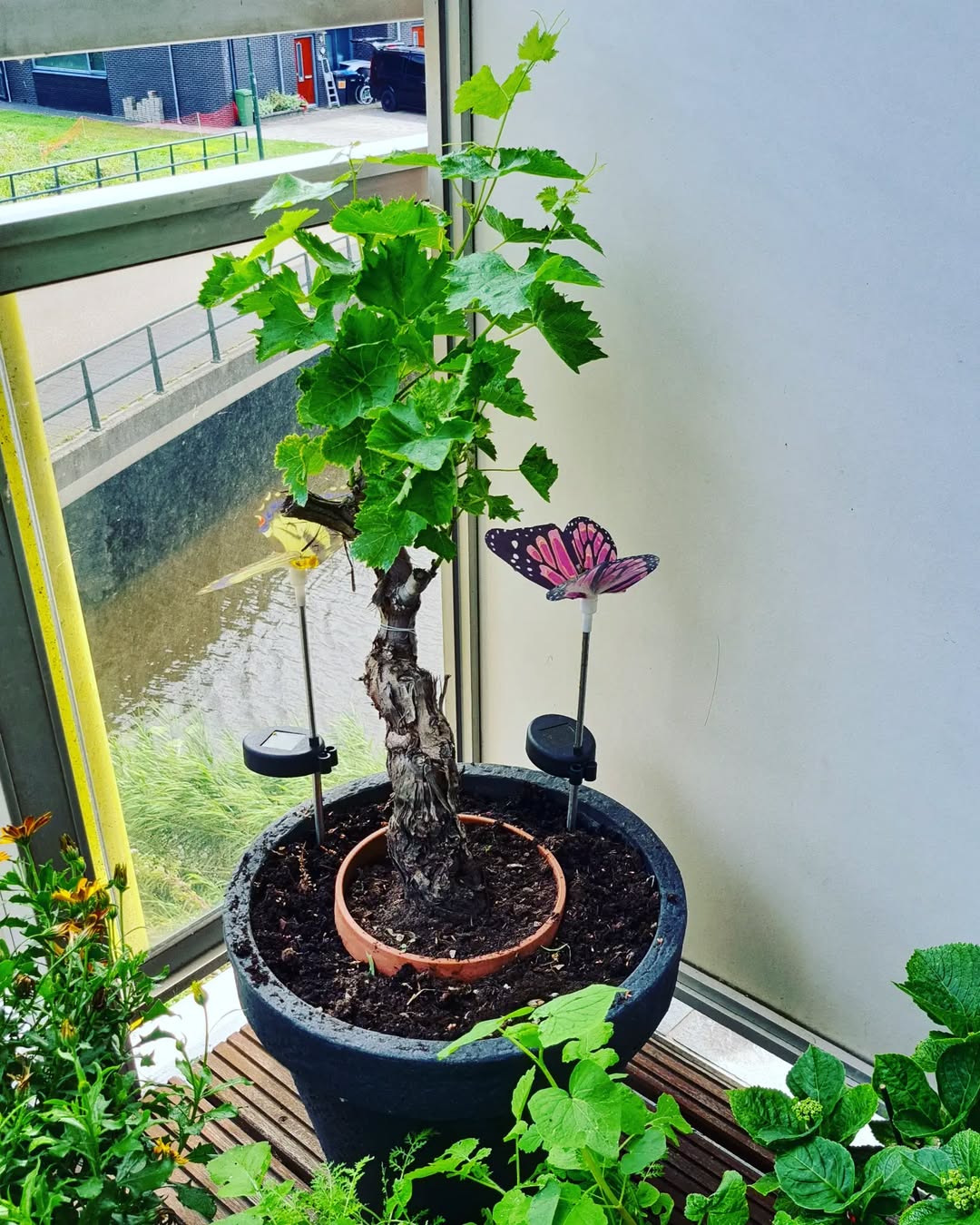 conseils pour réparer la vigne en pot à l’hiver