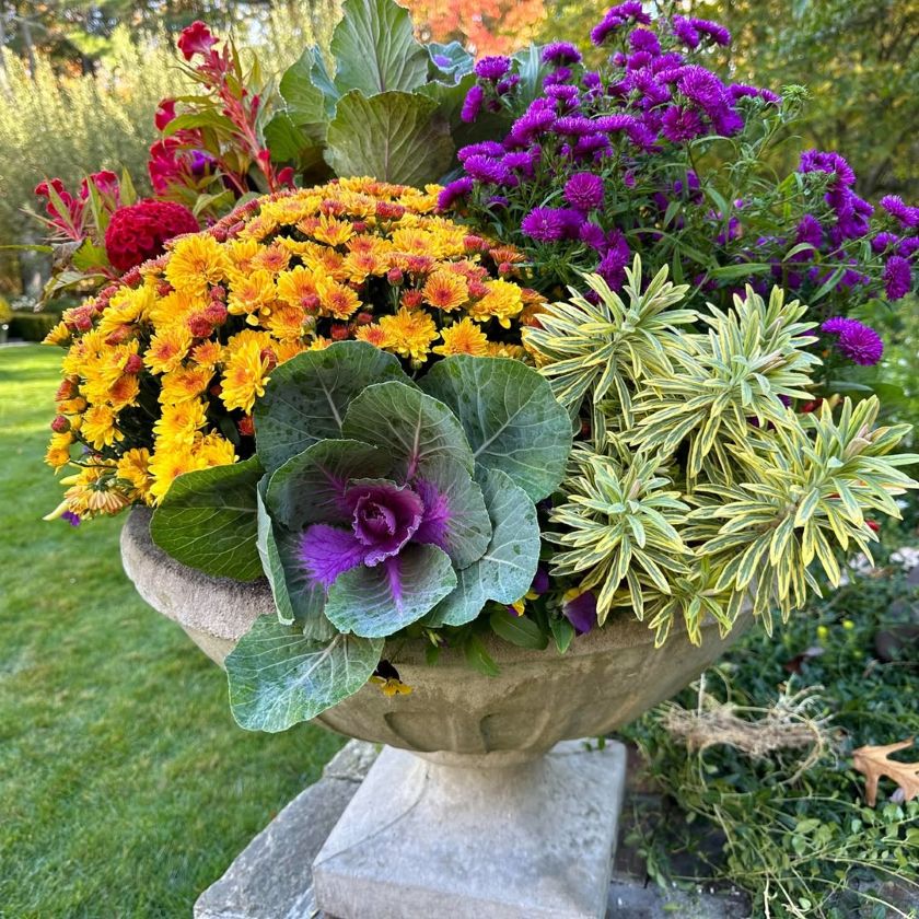 créer une jardinière visuellement équilibrée avec chrysanthèmes et chou d'ornement pour l'automne