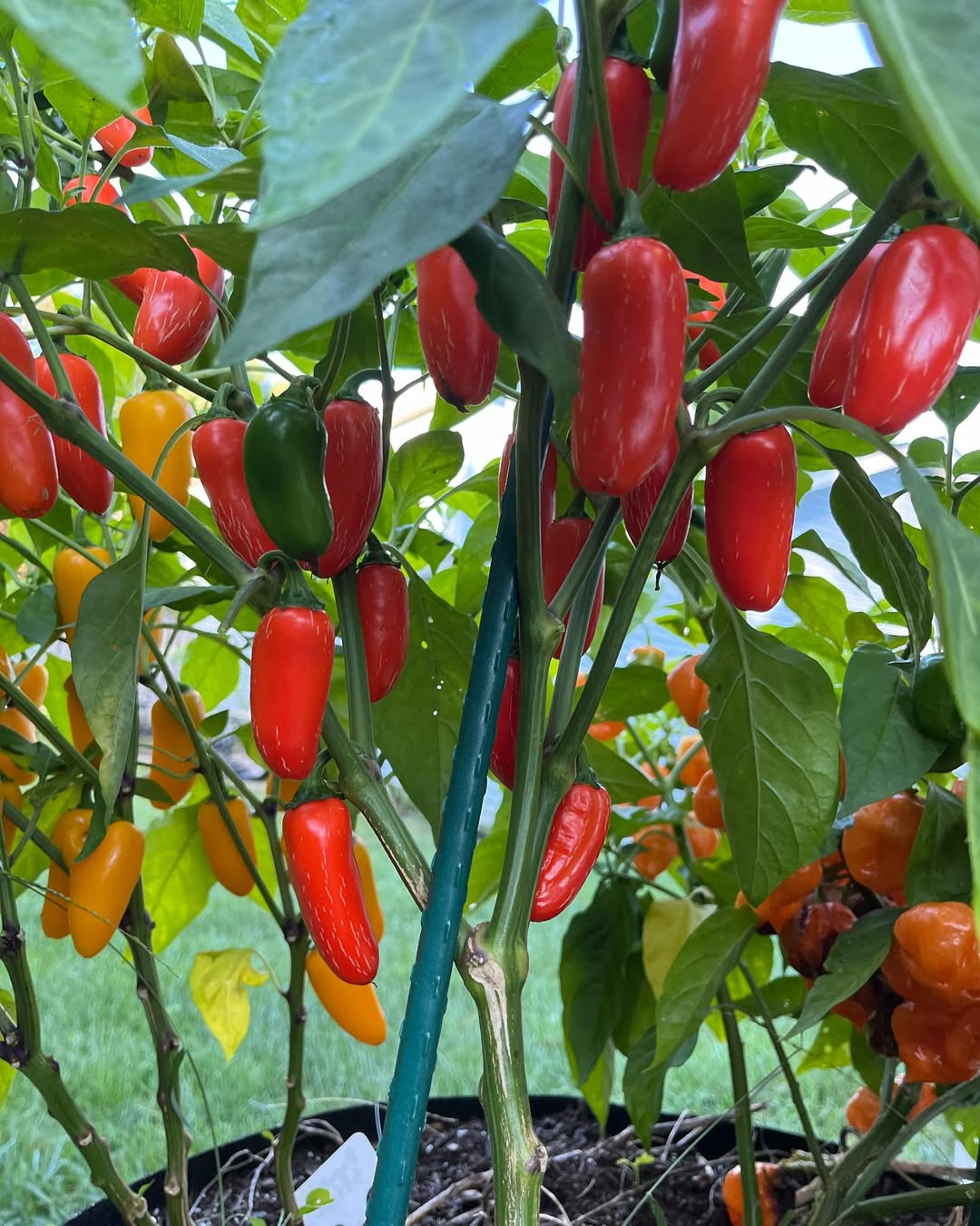 cultiver Jalapeño en pot-une variété compacte et très décorative parfaite pour les jardiniers débutants