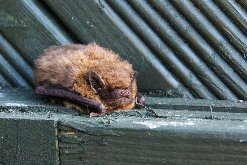 des chauves souris chez soi