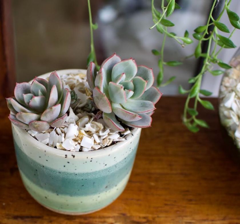 des coquillages concassées pour décorer et enrichir le sol des plantes en pots