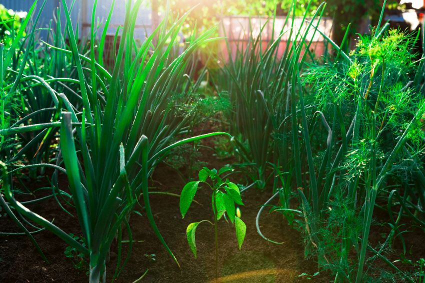 des plantes comme rempart au potager