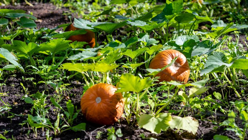 des potirons en bonne santé et prêts à être récoltés