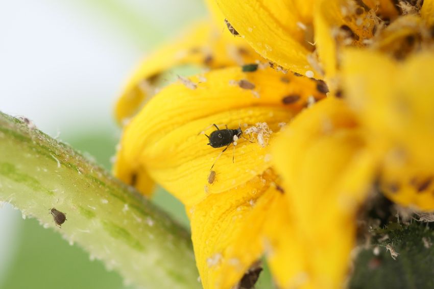 éloignez les insectes ravageurs à la fin de l'été