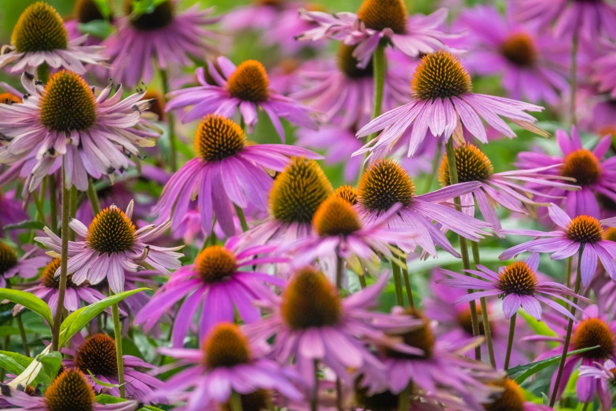 entretenir les échinacées après la floraison