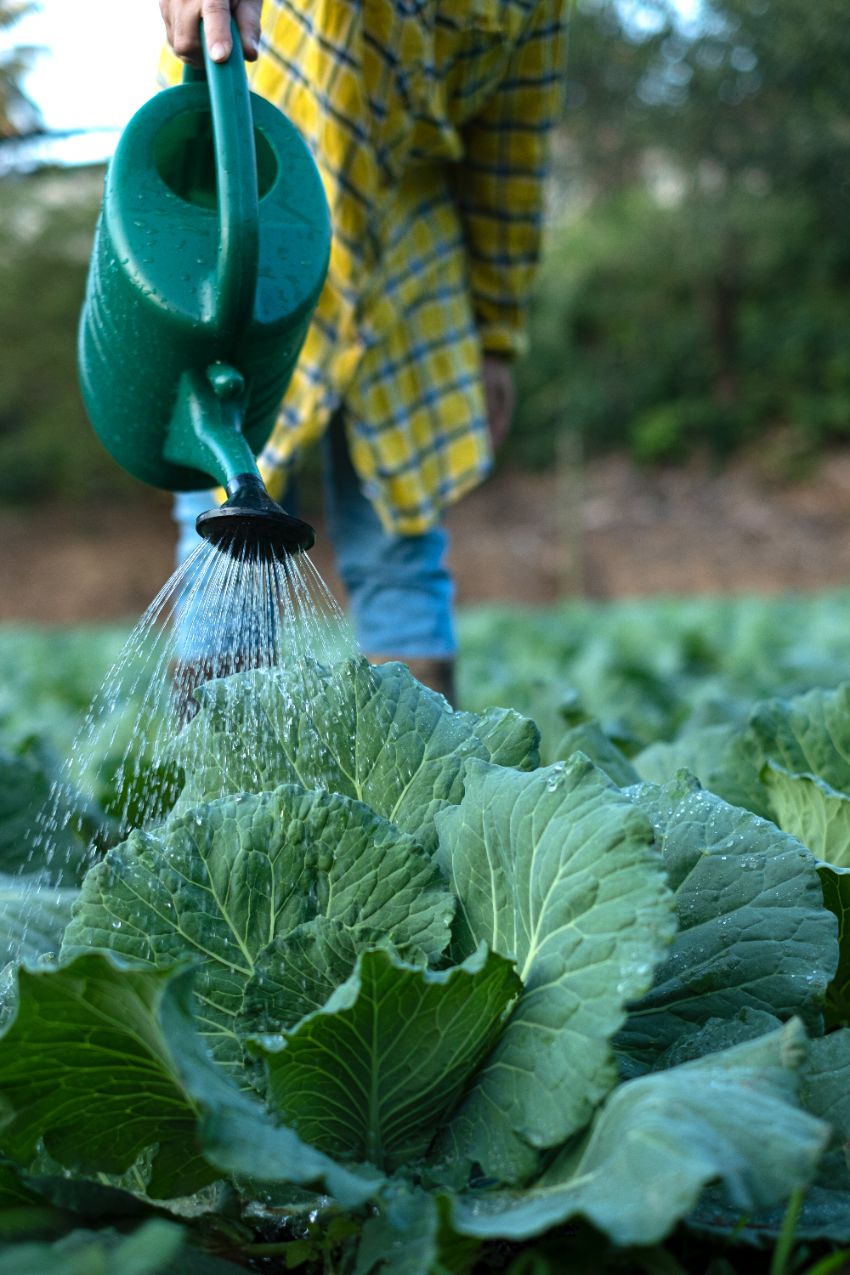 entretien des choux plantés en août