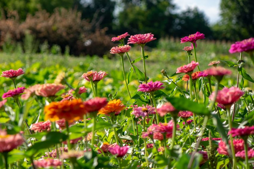 éviter le croisement des zinnias de variétés différentes
