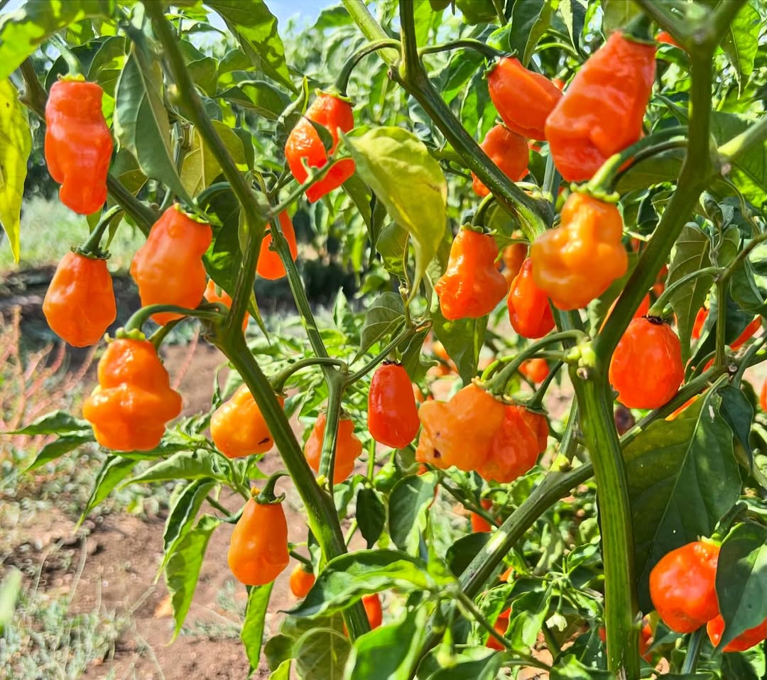 facile à cultiver et très décoratif le piment Habanero est parmi les favoris des amateurs de sensations fortes