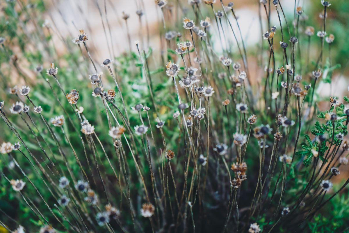 faut-il enlever ou laisser les plantes mortes au jardin