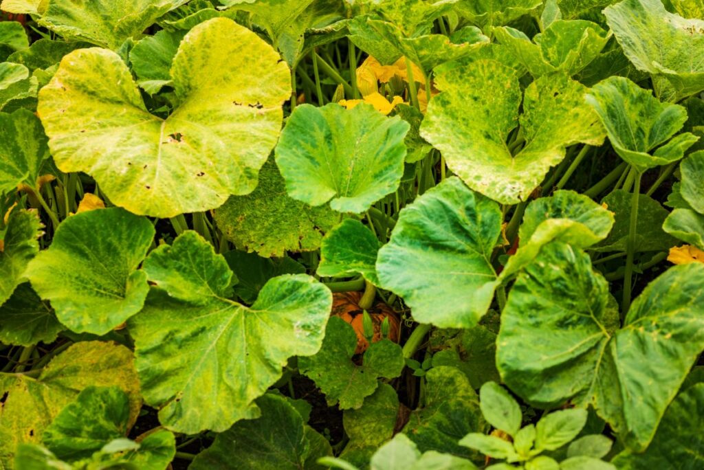 feuilles de potiron jaunes, causes et solutions efficaces