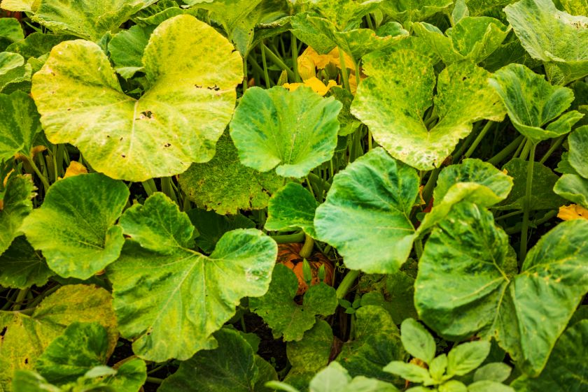feuilles de potiron jaunes, causes et solutions