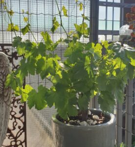 guide complet pour bien entretenir la vigne en pot ce septembre
