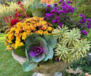 jardinière visuellement équilibrée avec chrysanthèmes et chou d'ornement pour l'automne