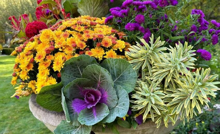 jardinière visuellement équilibrée avec chrysanthèmes et chou d'ornement pour l'automne