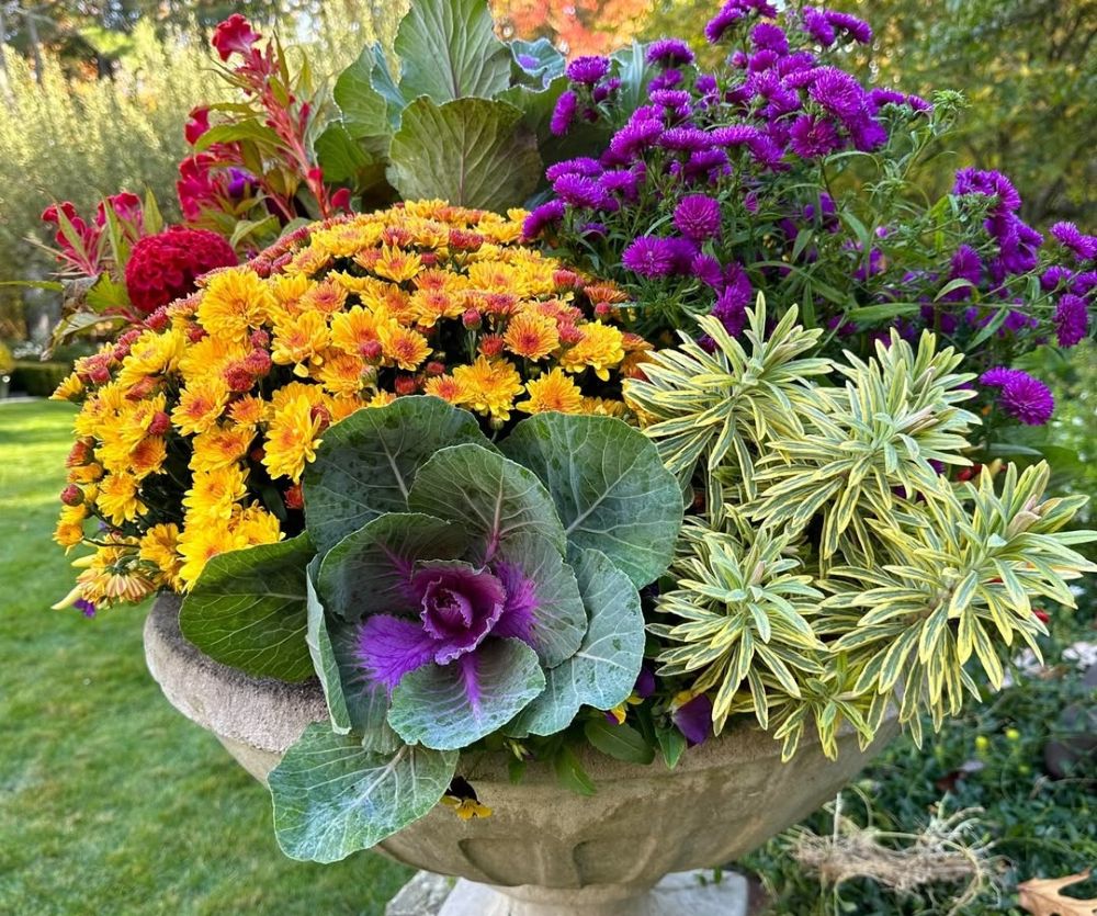 jardinière visuellement équilibrée avec chrysanthèmes et chou d'ornement pour l'automne
