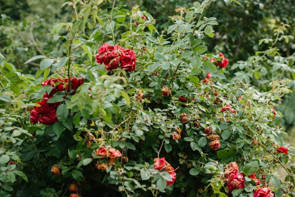 la rosette du rosier et ses symptômes