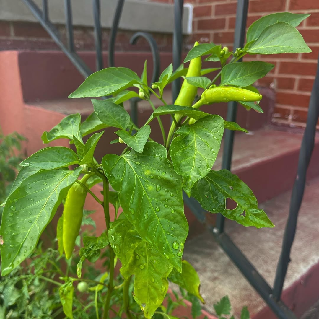 la variété Hungarian hot wax-un piment très productif et facile à cultiver en pot