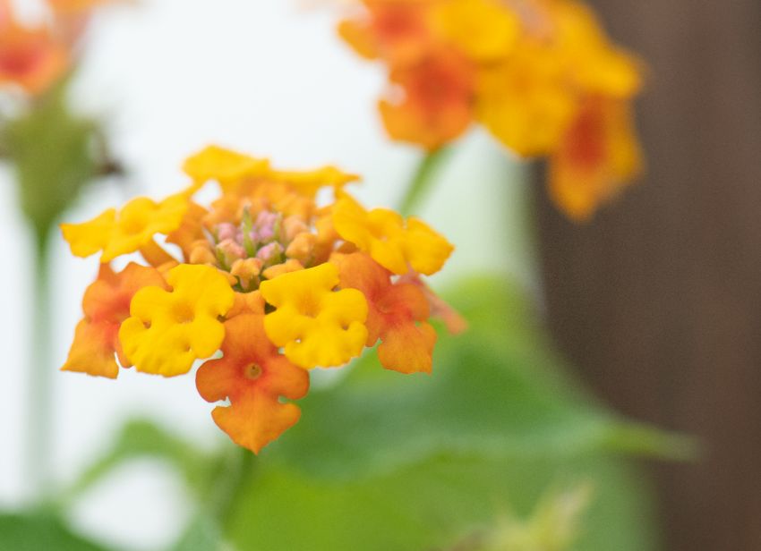 lantanas orange en pot pour une floraison automnale
