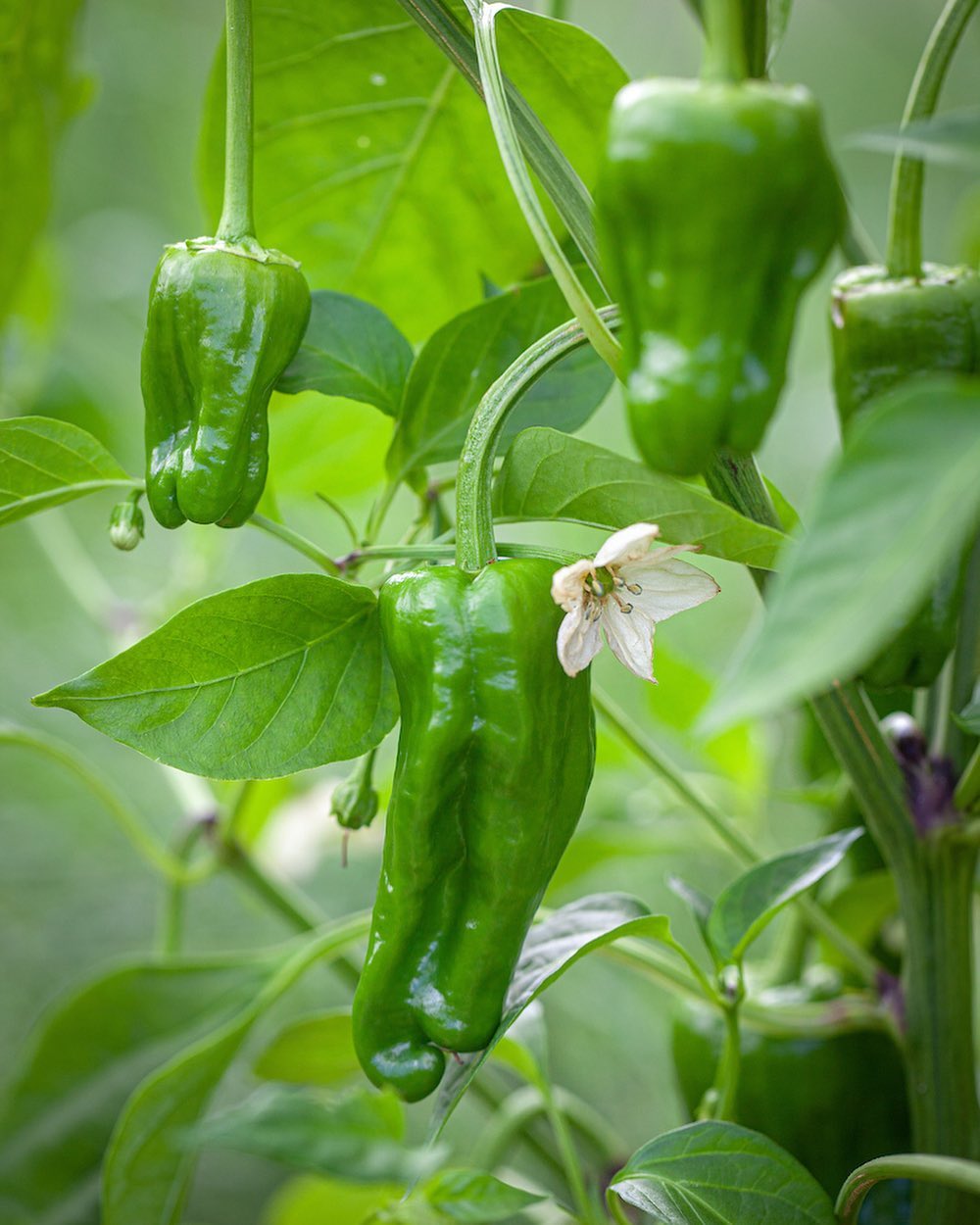 le Padrón-une variété de piment à culture simple et croissance rapide